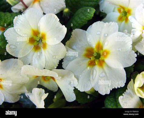 True English Primrose Primula Acaulis Primula Vulgaris Flowers
