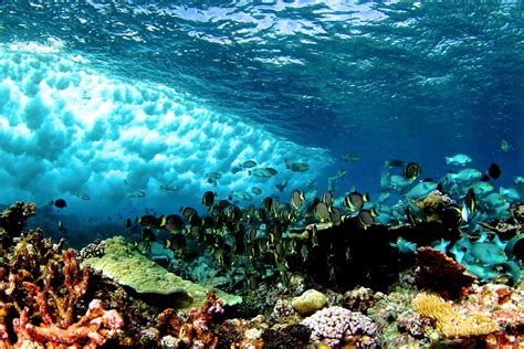 Coral Reefs Physical Conditions Set Biological Rules Of