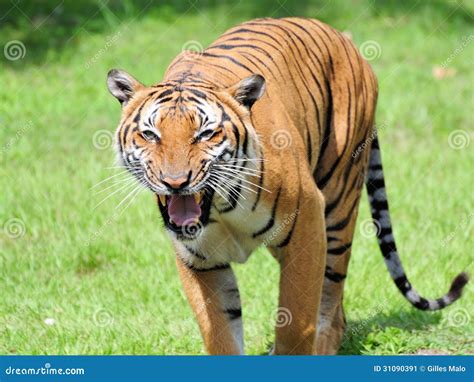 Male Tiger Growling Stock Image Image Of Cats Mammals 31090391
