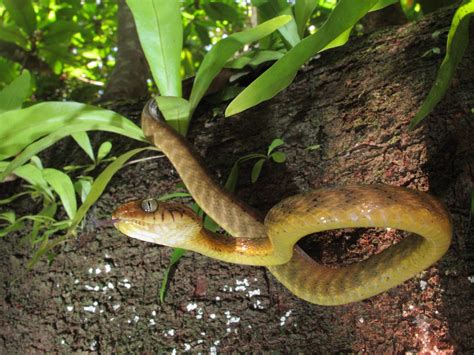 Photos Show How A Tree Snake Makes Its Body Into A Lasso To Climb And