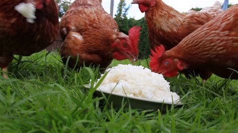Can Chickens Eat Rice