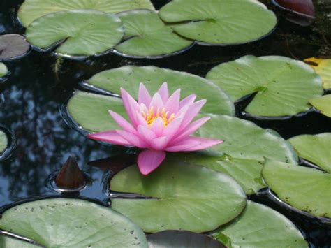 Lily Pads A Beautiful And Popular Pond Plant Backyard