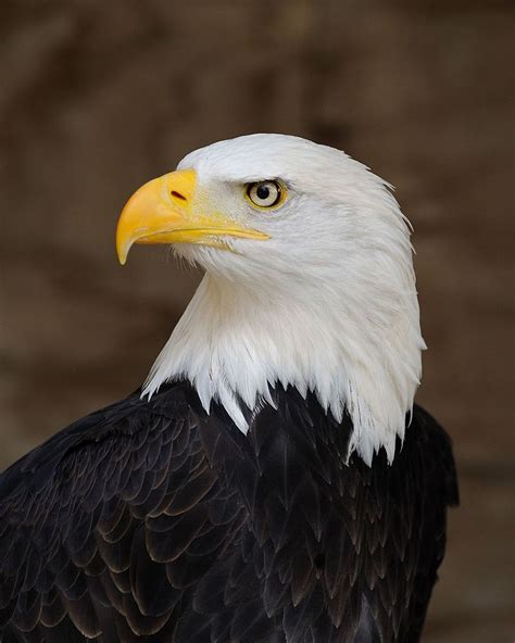 What Made The Bald Eagle The National Bird Of The United States