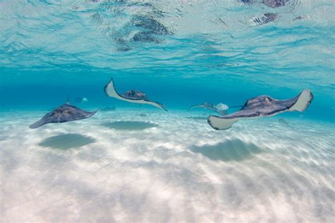 Stingrays Swimming Towards Camera At Stingray City In Grand Cayman