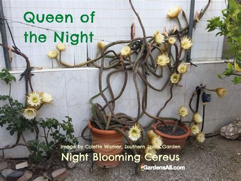 The Night Blooming Cereus Queen Of The Night Flower Gardensall