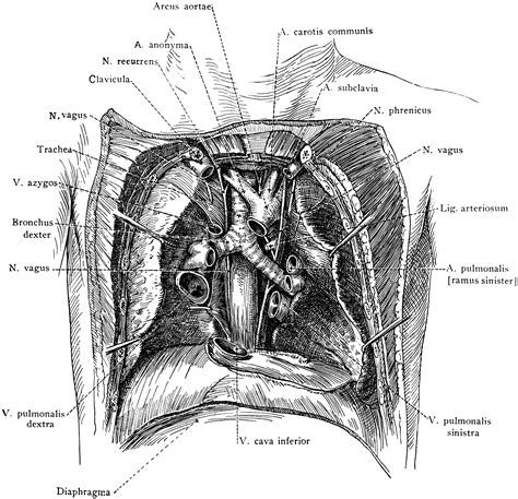 Dissection Of The Thorax Clipart Etc