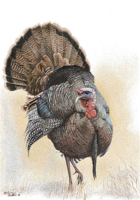 Something To Strut About Turkey Sherry Steele Turkey Hunting