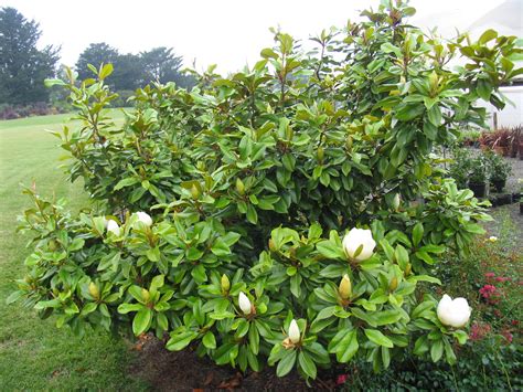 Magnolia Baby Grand Ready To Bloom Anthony