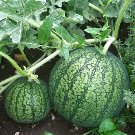 How To Grow Watermelon Detailed Instructions Growfully