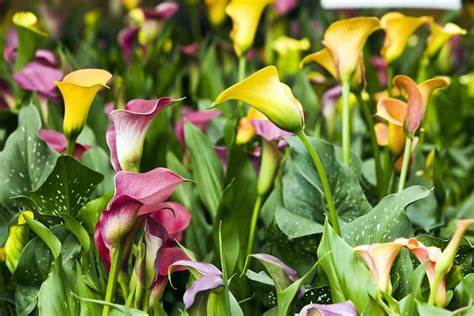 Interesting Legends Behind The Meaning Of The Calla Lily Gardenerdy