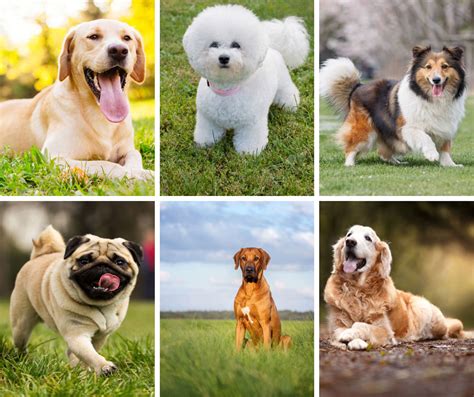 Which Dog Breed Is The Cleanest
