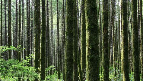 Pacific Northwest Rainforest In Photograph By Imaginegolf Fine Art