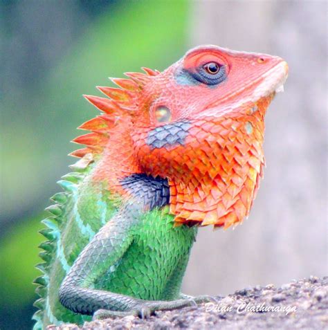 Green Forest Lizards Have A Remarkable Ability To Change Their Body