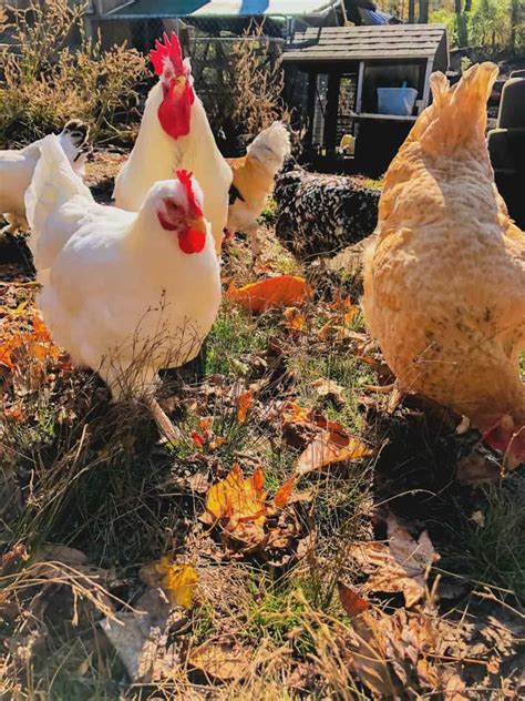 Fall Chicken Care Tips For A Healthy Flock Timber Creek Farm