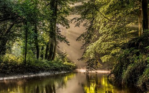 nature landscape sun rays river forest mist water reflection netherlands trees shrubs