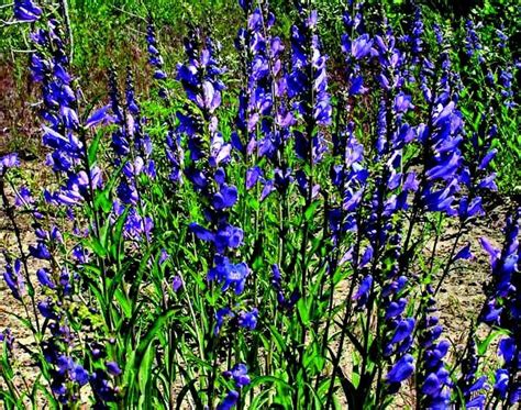 Browse the most recent bluefield, west virginia obituaries and condolences. Rocky Mountain penstemon in bloom. Courtesy Photo ...