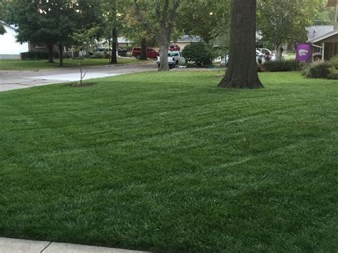 Tall Fescue K State Turf And Landscape Blog