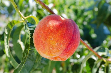 Loring Peach Tree Fruit Trees Isons Nursery And Vineyard