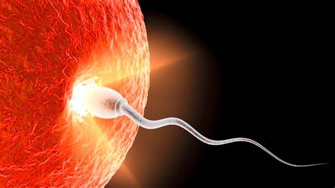 How A Baby Is Conceived You Are Mom