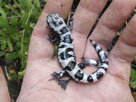 Marbled Salamanders Rarer Than Spotted Salamanders The Boston Globe