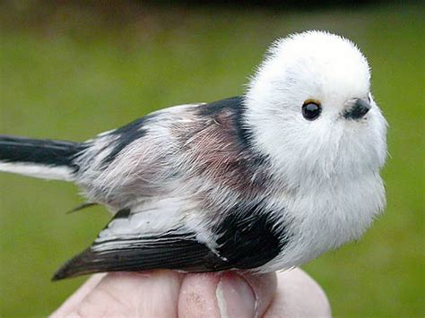 The Cutest Bird In The World Cuteanimals
