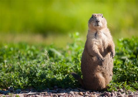 You really can't go wrong with these guys. Plague-infected prairie dogs force park closures