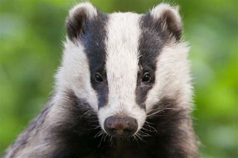New Badger Culling Site Approved In Gloucestershire As Government