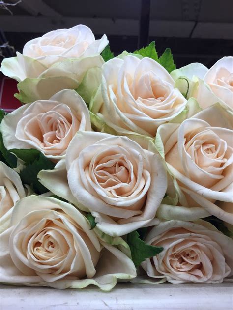 Gwendolyn Blush Roses Rose Flowers