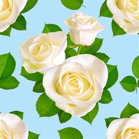 Set Of White Roses Isolated On White Background Stock Photo Image