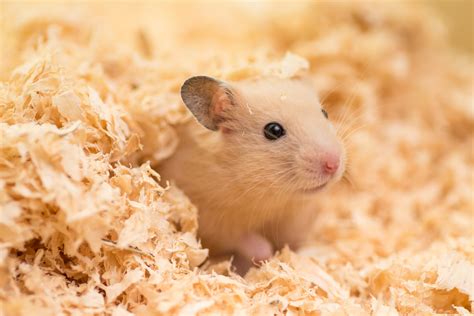 Caring For Your Syrian Hamster
