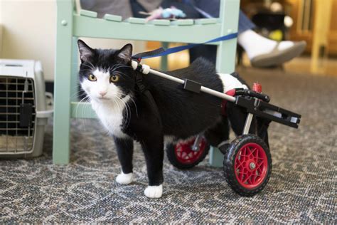 Meet Scooter Pittsburgh Based Therapy Cat Encompass Health