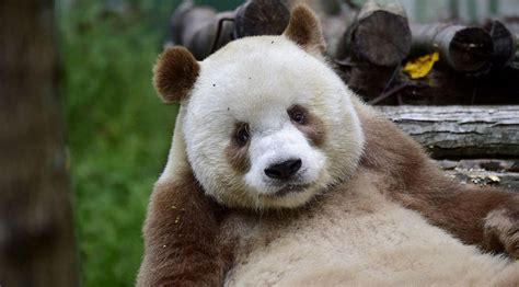 The Fifth Brown Panda In The History Of Qinling Pandas Qizais Story