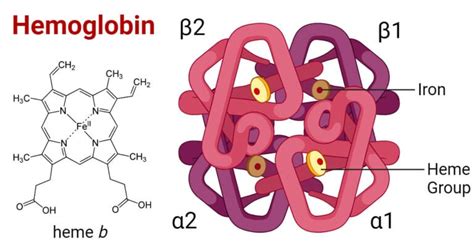 Hemoglobin Structure Types Functions Diseases
