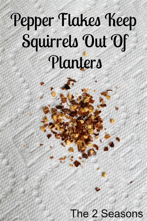 Squirrels are very resourceful animals that find interesting ways to solve problems of getting to food. Pepper Flakes Keep Squirrels out of Planters | Garden ...