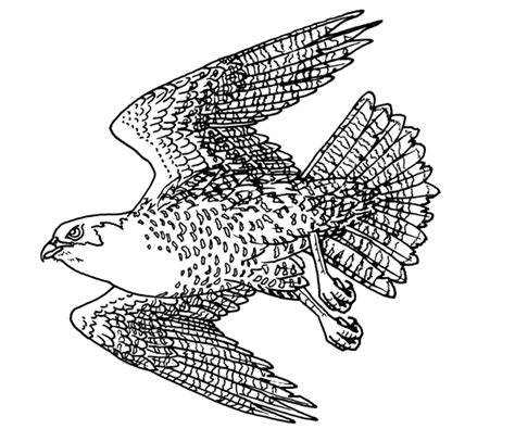 Peregrine Falcon Coloring Page Printable