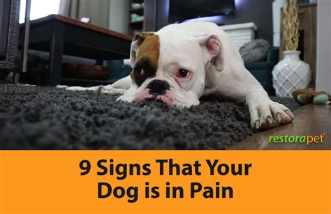 9 Signs That Your Dog Is In Pain Restorapet