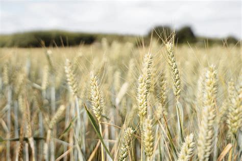 Wheat Growing In Field In Countryside · Free Stock Photo