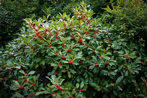Winterberry Holly Shrubs For Sale The Tree Center