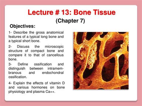 Ppt Lecture 13 Bone Tissue Powerpoint Presentation Free Download
