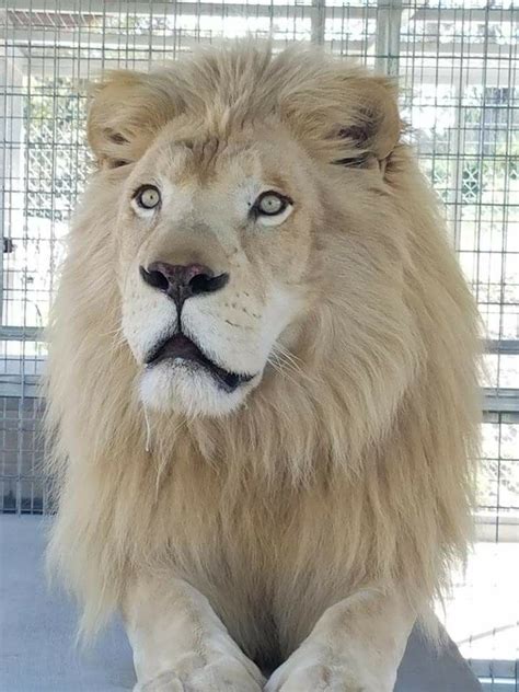 White Loin Leo Lion Lion Cub Lion King Lion Love Mountain Lion
