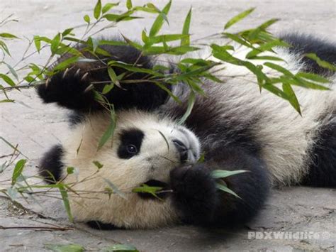 Help Make More Baby Pandas Zooborns