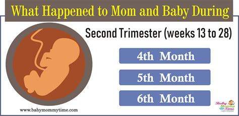 The Second Trimester Of Your Pregnancy 2nd Trimester Of Pregnancy