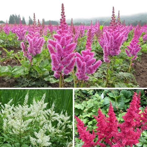 Astilbe Collection Purple White And Red Astilbe Colorful Astilbe