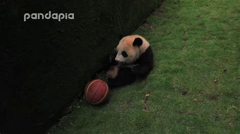 Panda Cub And The Ball Youtube