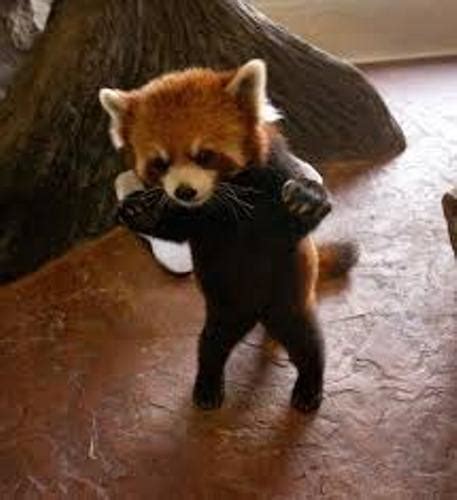 10 Interesting Red Panda Facts My Interesting Facts