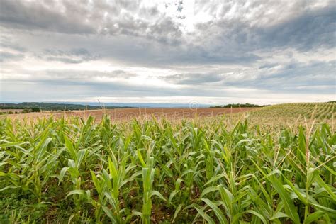 Long Rows Of Corn On Rolling Fields Stock Image Image Of Beautiful