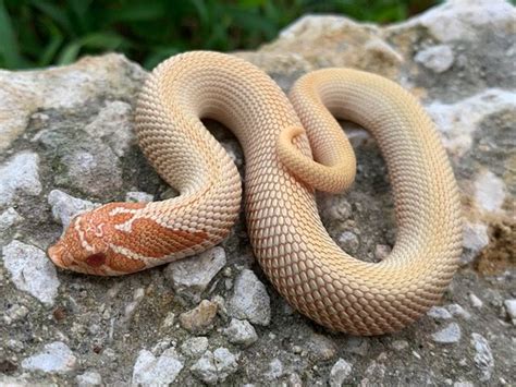 Albino Super Anaconda Western Hognose Snake For Sale Snakes At Sunset