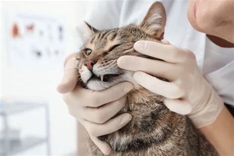 Cat Tooth Extractions Before During And After Surgery Clarksville Vets