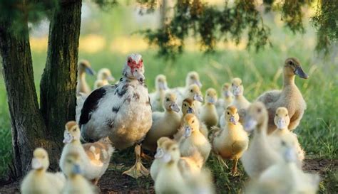 Muscovy Ducks Produce Eggs Meat And Also Control Pests Hobby Farms