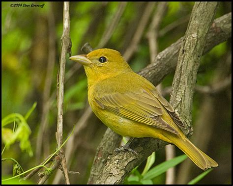 Summer Tanager Home